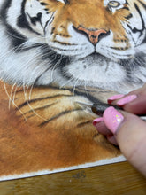 Load image into Gallery viewer, 11x8 fine art print of Anoushka the Amur Tiger from Colchester Zoo
