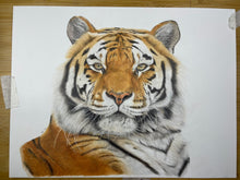 Load image into Gallery viewer, 11x8 fine art print of Anoushka the Amur Tiger from Colchester Zoo
