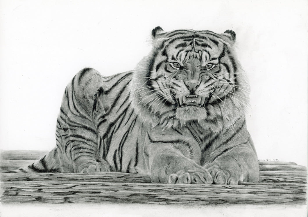 11x8 fine art print of Achilles the Sumatran Tiger