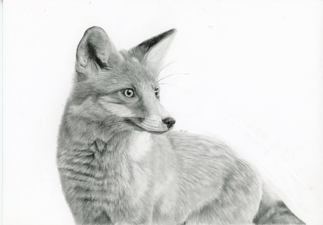 9x6 fine art print of Andy's Fox