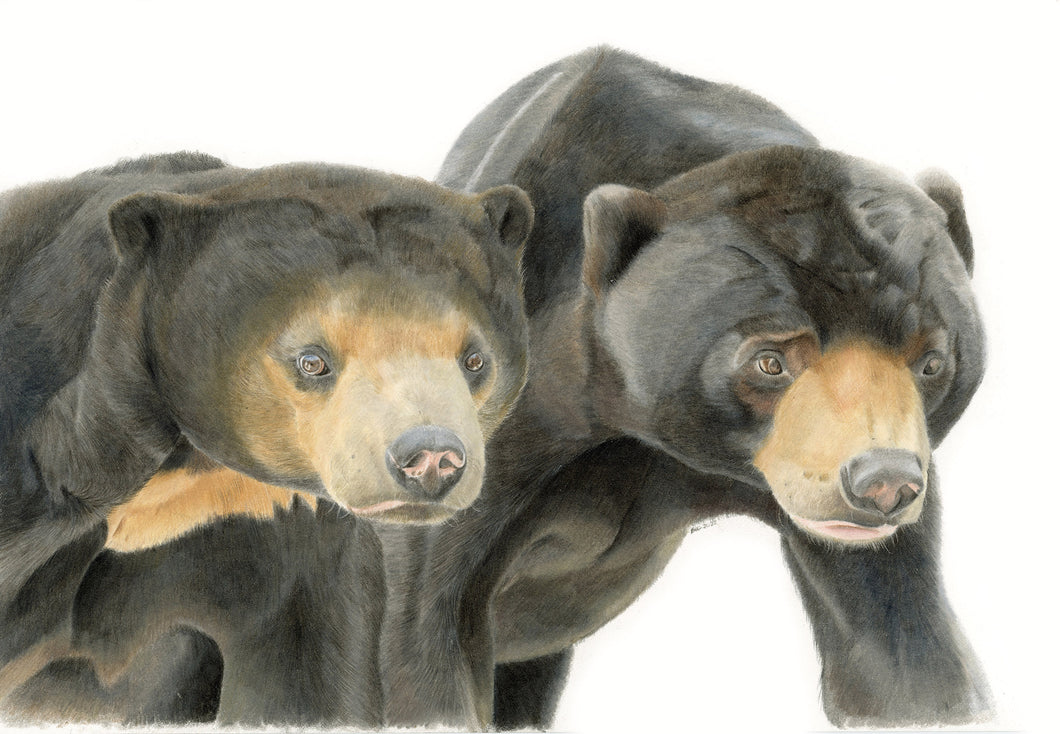 12x9 Limited edition fine art print of Srey Ya & Jo Jo from Colchester Zoo