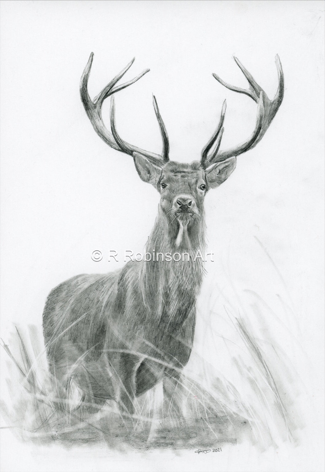 5x7 fine art print of the Stag