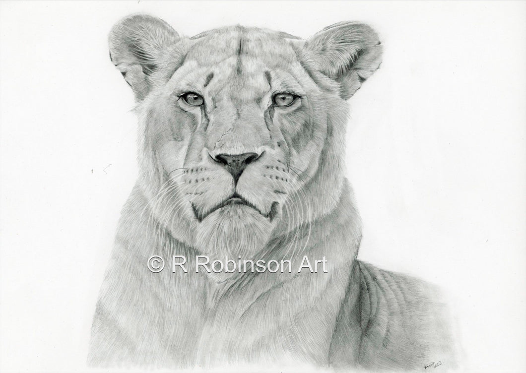9x6 Limited Edition fine art print of Malika the Lioness