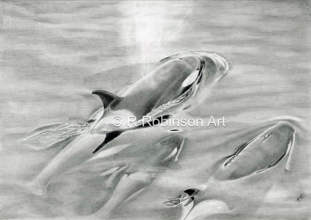 9x6 fine art print of the Wild Orca