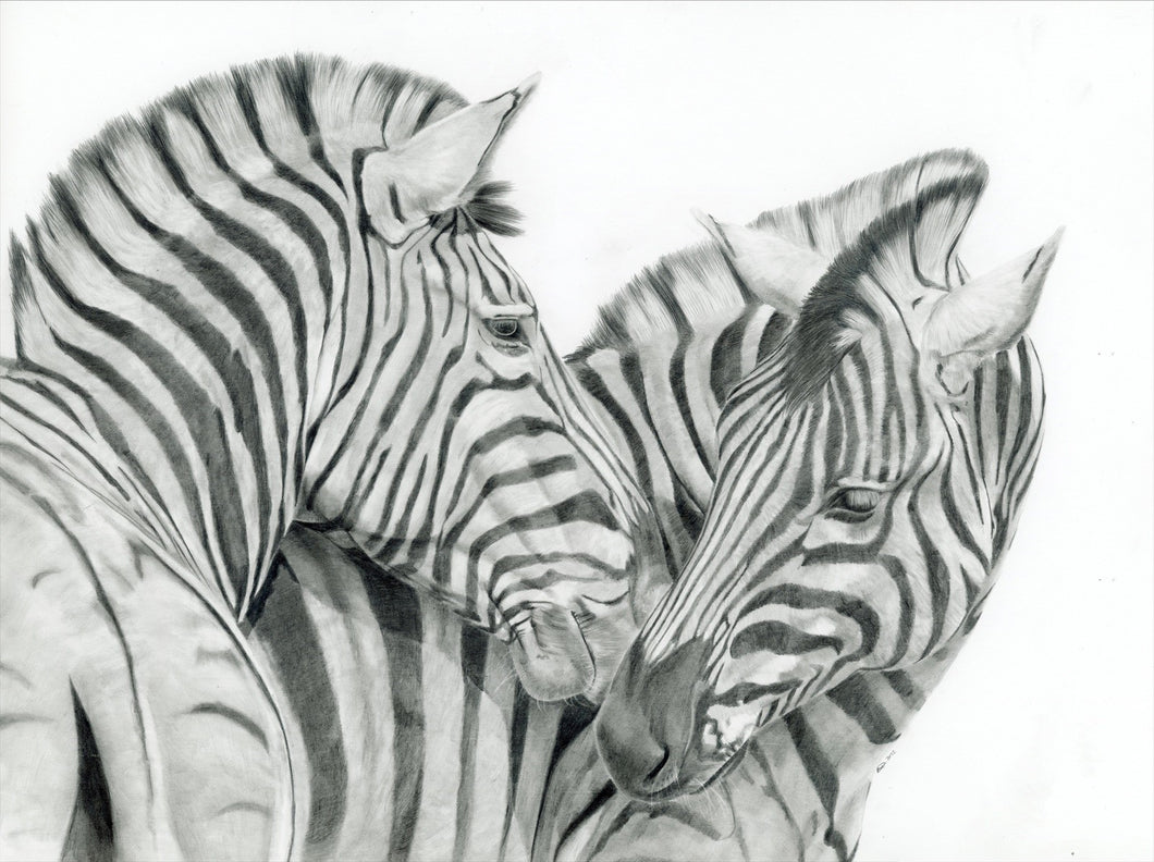 9x6 or 12x16 Limited edition fine art print of The Zebra